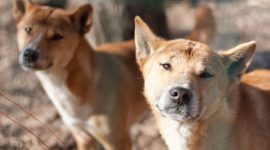 Sumber foto: (SHUTTERSTOCK/Aubord Dulac) 