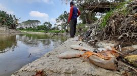 Anggota Amphibi Sumut