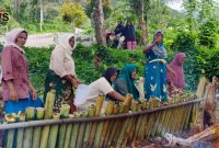 Emak-emak gotong royong memasak Lemang persiapan Halal Bihalal Jorong Tangah 20 Padang Laweh Malalo