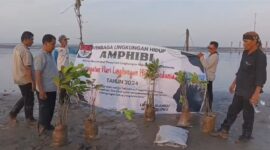 Amphibi Deli Serdang menanam Mangrove dlam peringatan Hari Lingkungan Hidup Sedunia 2024
